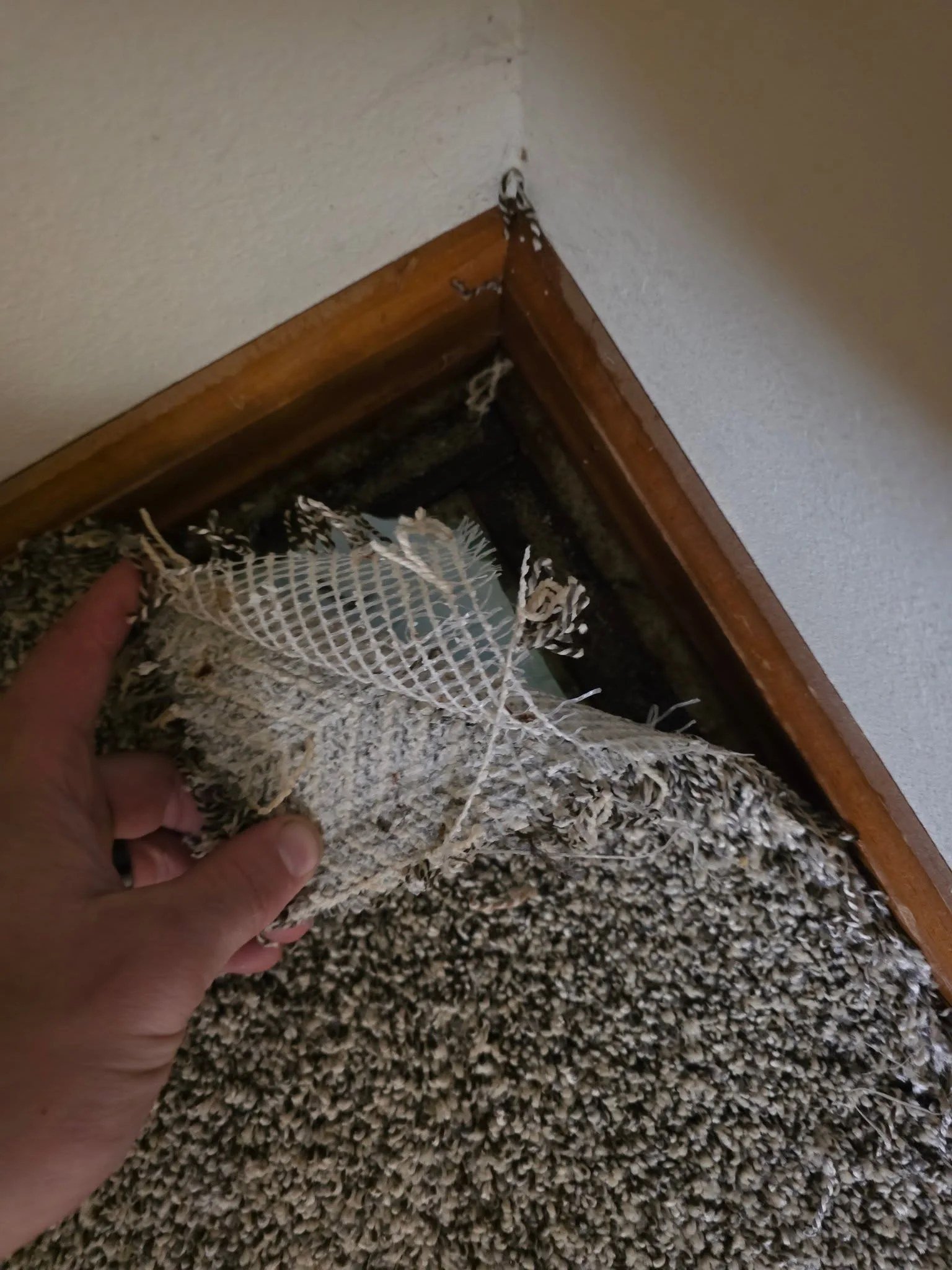 Carpet lifted showing delaminated backing over a wet pad