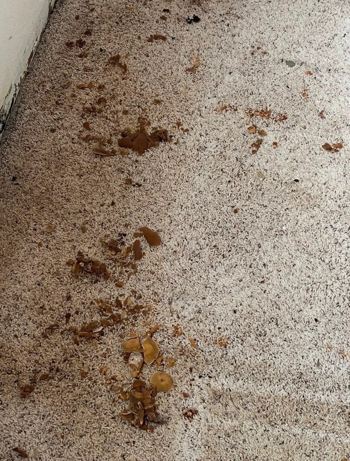 Mushrooms fruiting out of saturated carpet along a wall
