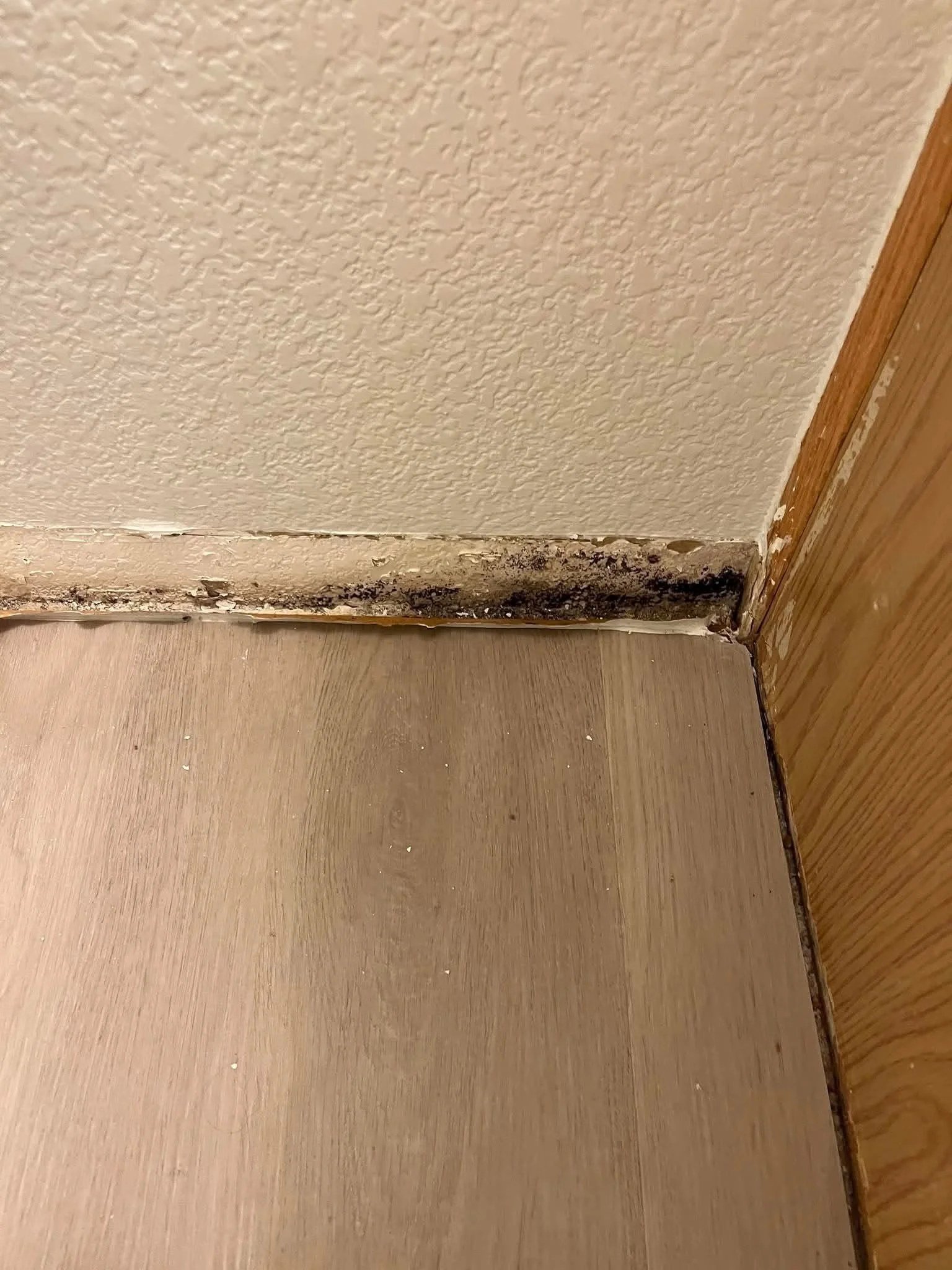 Black mold on the wall base revealed after the baseboard was removed